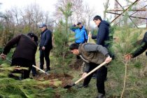 ЗЕЛЁНЫЙ ГОРОД. В Душанбе будут посажены 193 тысячи 499 кустов декоративных, тенистых, фруктовых и кустарниковых деревьев