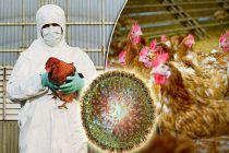«ПТИЧКУ ЖАЛКО». В Чехии зафиксирована крупнейшая вспышка птичьего гриппа