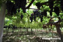 В Согдийской области с использованием передового опыта будут построены новые виноградники