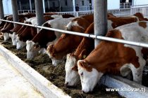 В Согдийской области увеличилось поголовье скота