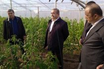 Заместитель Премьер-министра страны ознакомился с состоянием сельскохозяйственной отрасли в Турсунзаде
