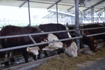 Животноводческое хозяйство «Мармари» в Яване произвело 760 тонн высококачественного мяса