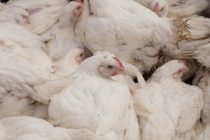 В Японии забьют более миллиона кур из-за птичьего гриппа