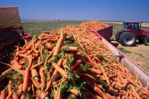 В этом году в Таджикистане на площади 4938 га будет посажена морковь