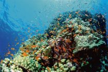 Свыше 84% коралловых рифов регулярно испытывают кислородный голод