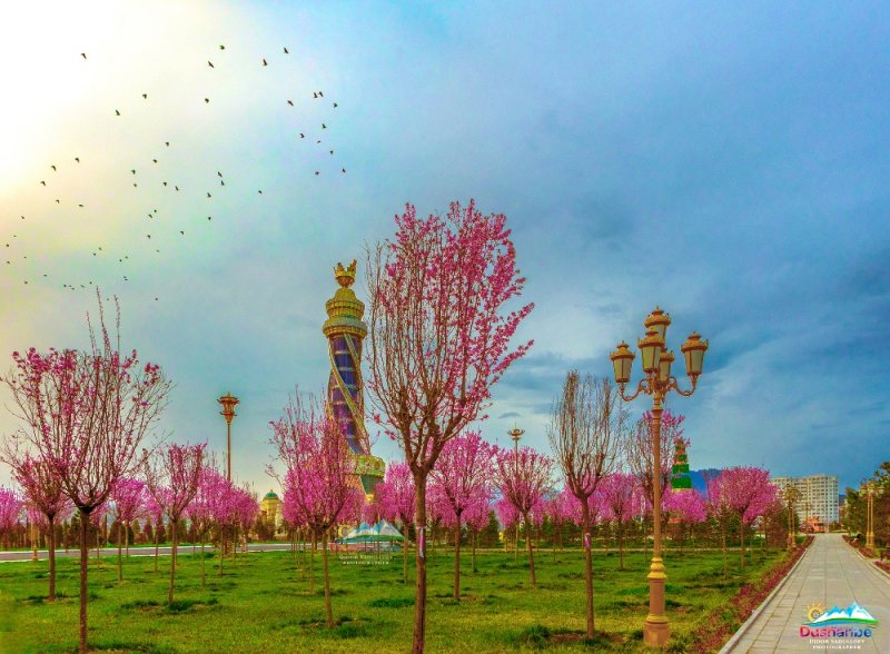 Душанбе 2023 год. Суманак в Душанбе. Цветущие деревья весной Таджикистан.