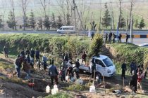 ПОСАДИ ДЕРЕВО! В вдоль автотрассы «Душанбе – Вахдат» посадят 1100 сосен