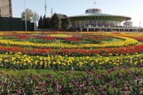 В честь Навруза в Душанбе посадят сезонные и многолетние цветы и декоративные деревья