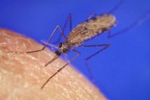 Генетики выяснили, как малярийные комары попали в Европу