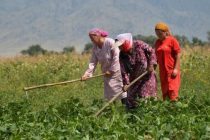 Глава ФАО: пришло время заставить агропродовольственные системы работать на благо женщин