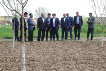 Министр сельского хозяйства Таджикистана ознакомился с ходом весеннего сева в Истаравшане