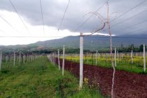 В Согдийской области заложено более 100 гектаров новых садов и виноградников