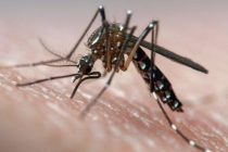 В ВОЗ предупреждают о росте числа заболеваний, передаваемых комарами