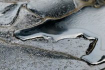 В Японском море нашли морозоустойчивые бактерии, поглощающие нефть