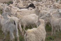 Во всех формах хозяйства в Согдийской области поголовье мелкого рогатого скота составляет более 1,1 млн голов