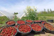В Таджикистане начался  сезон самой вкусной ягоды