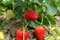 Почему клубника считается одной из самых полезных ягод?