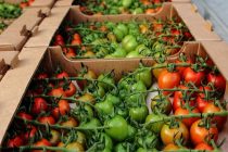 В теплицах на юге Таджикистана собрали 493 тонны овощей