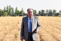 Лидер нации Эмомали Рахмон в Шахритусском районе посетил дехканское хозяйство имени «Бобои Алимардон»