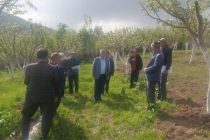 Заместитель Премьер-министра Таджикистана ознакомился с процессом сева картофеля в Таджикабадском районе