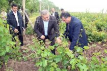Министр сельского хозяйства Таджикистана ознакомился с цветением садов и виноградников Шахринавского района
