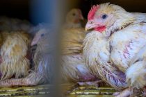В США выявлен первый случай заражения человека вирусом птичьего гриппа от скота