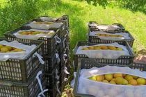 Садоводы Кубодиёнского района приступили к сбору абрикосов