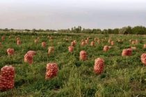 В Джайхунском районе собрали 107 тысяч тонн лука