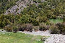 В Шахристанском районе создан заповедник для выращивания и роста популяции оленей