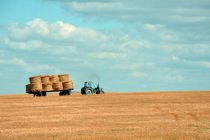 Глобальное потепление приведет к неурожаю пшеницы каждые 6-16 лет в США и Китае