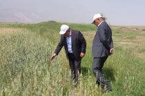 Министр сельского хозяйства Таджикистана ознакомился с состоянием полевых работ в Нурободском районе