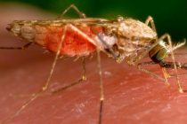 Пять случаев заражения малярией зарегистрированы в США