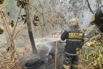 В Абайской области Казахстана число жертв пожара в лесном массиве увеличилось до 14 человек