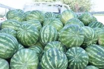 В районе Дусти начался сбор арбузов