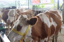 В Вахдате состоялись Фестиваль-выставка и продажа породистых домашних животных