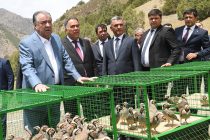 Глава государства Эмомали Рахмон в Шахристанском районе открыл питомник для содержания редких животных