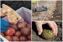 Таджикские учёные внедрили в производство сорта картофеля, устойчивые к жаре и засухе