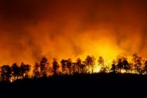 Три провинции Турции охватили лесные пожары
