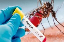 ВОЗ. Лихорадка денге представляет собой пандемическую угрозу