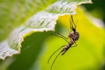 В Финляндии обнаружили комаров — переносчиков лихорадки Западного Нила