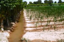 Дехкане района Носира Хусрава путём очистки осушительных канав улучшают мелиоративное состояние земель
