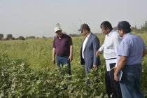 Заместитель Премьер-министра Таджикистана Сулаймон Зиёзода в городе Турсунзаде ознакомился с состоянием сельскохозяйственной сферы