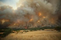 Разные части Турции одновременно охвачены лесными пожарами