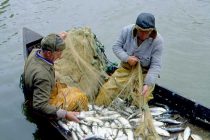 В Горном Бадахшане создана Ассоциация рыбоводов