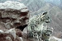 Международный день защиты животных. Рассказываем, чем богата фауна Таджикистана