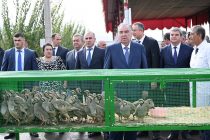 Президент Таджикистана Эмомали Рахмон в ООО «Заркорон» Муминабадского района ознакомился с произрастанием в садах экспортных черных слив, фисташек и выставкой сельскохозяйственной продукции