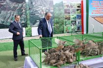 Президент страны Эмомали Рахмон открыл питомник редких животных в Муминабадском районе
