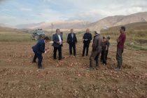 Заместитель Премьер-министра Таджикистана Сулаймон Зиёзода в Лахшском районе ознакомился с процессом сбора картофеля