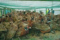 В одно из дехканских хозяйств Хатлонской области впервые завезли более 1000 фазанов