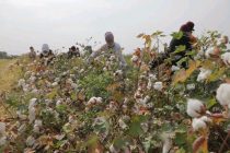 В Зафарабадском районе намерены собрать более 33-х тысяч тонн хлопка